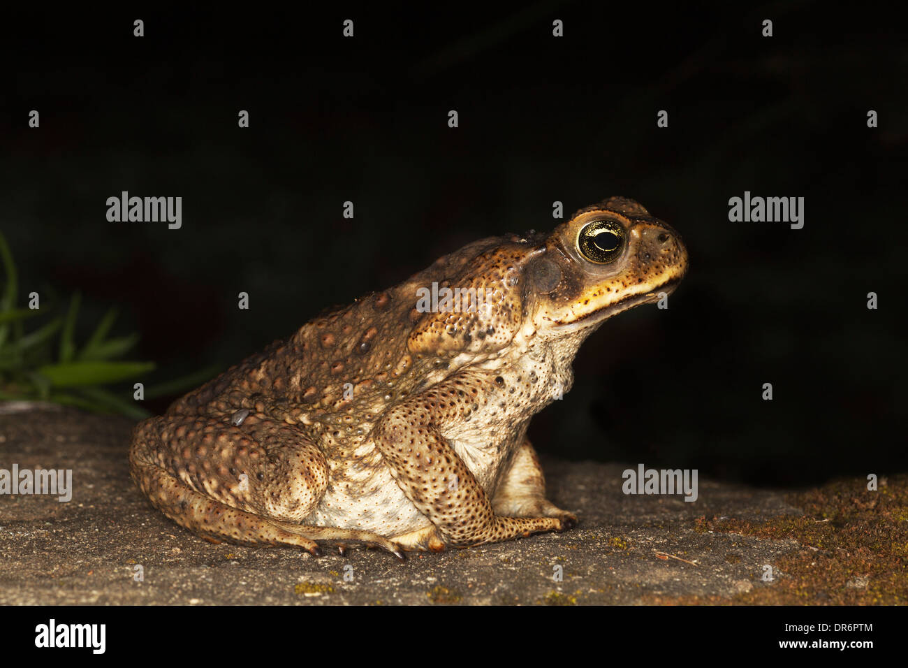 La canna da zucchero Toad (Rhinella marina) sulla foresta pluviale tropicale piano di notte Foto Stock