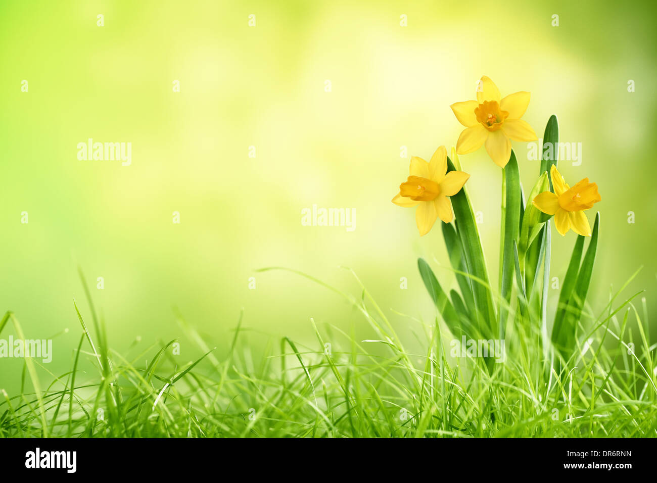 Daffodil fiori su sfondo a molla Foto Stock