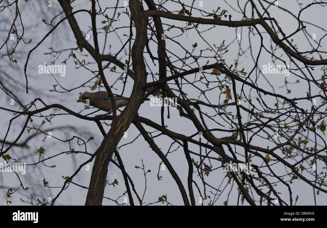 Bellezza jay (Garrulus glandarius) aspetto del ramo di primavera, Bulgaria Foto Stock