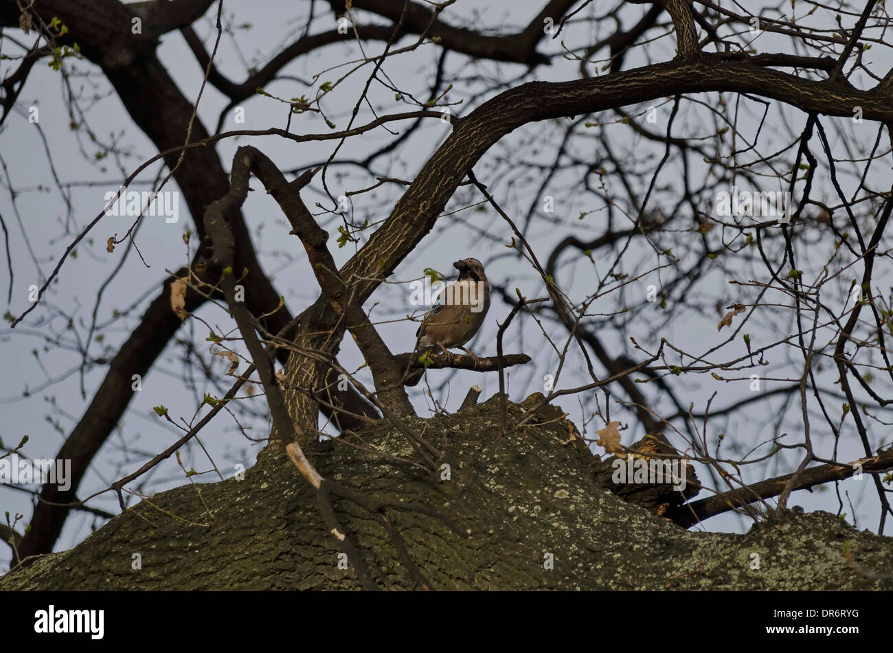 Bellezza jay (Garrulus glandarius) aspetto del ramo di primavera, Bulgaria Foto Stock