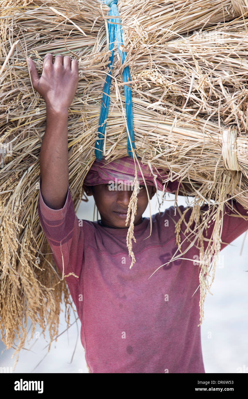 Riso raccolti e trasportati a mano nella Sunderbans, Gange, Delta, India. Foto Stock