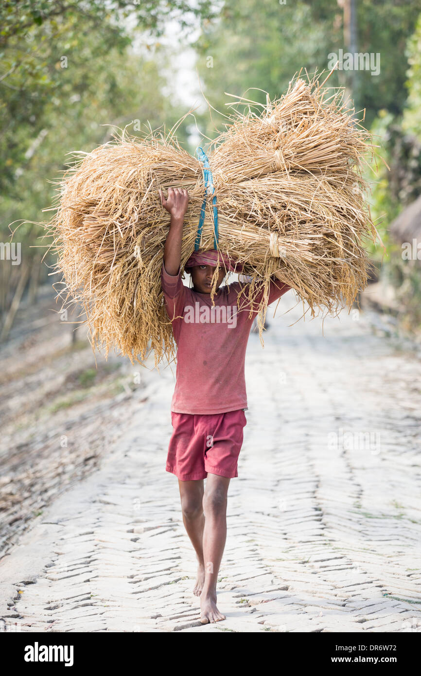 Riso raccolti e trasportati a mano nella Sunderbans, Gange, Delta, India. Foto Stock