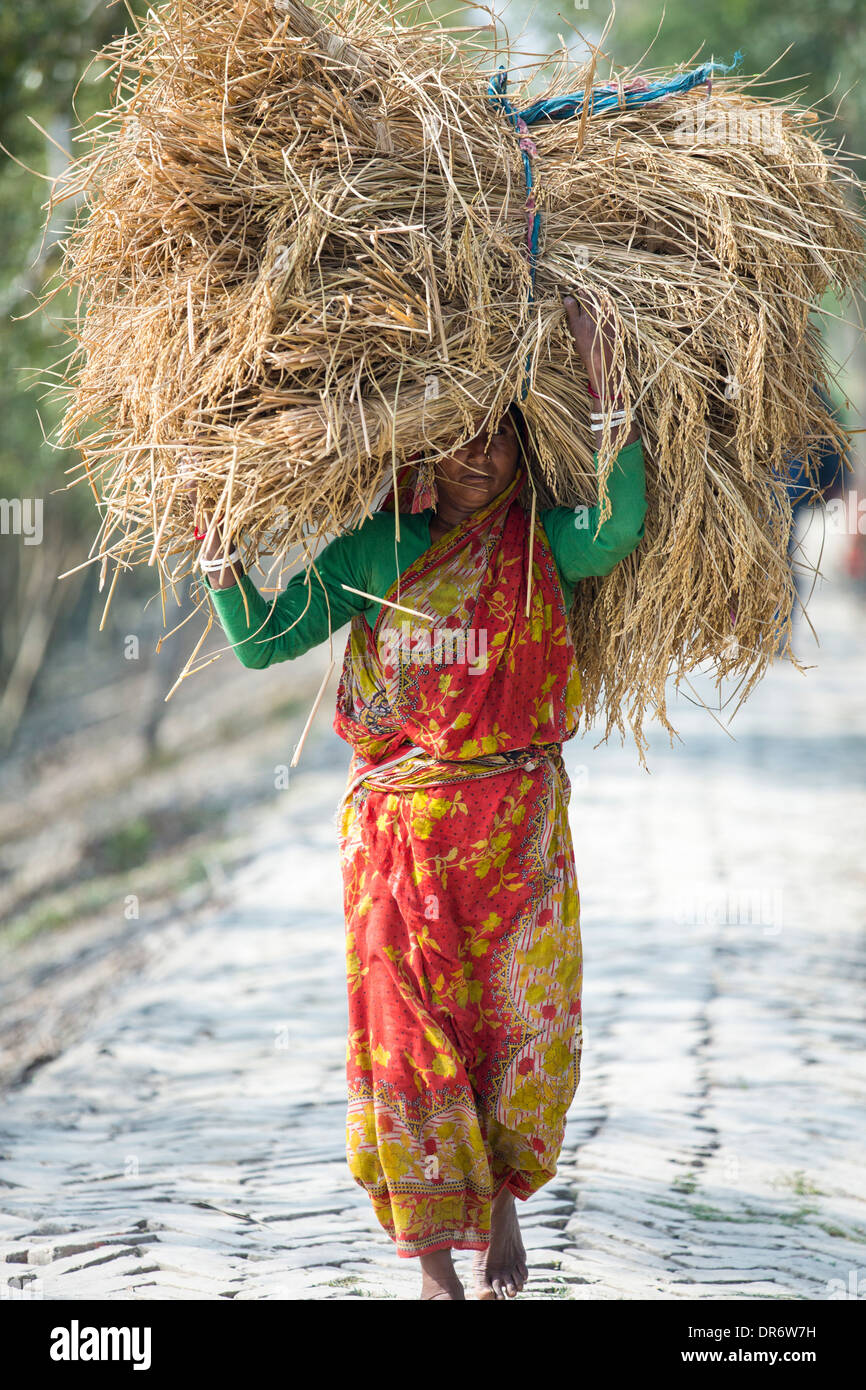 Riso raccolti e trasportati a mano nella Sunderbans, Gange, Delta, India. Foto Stock