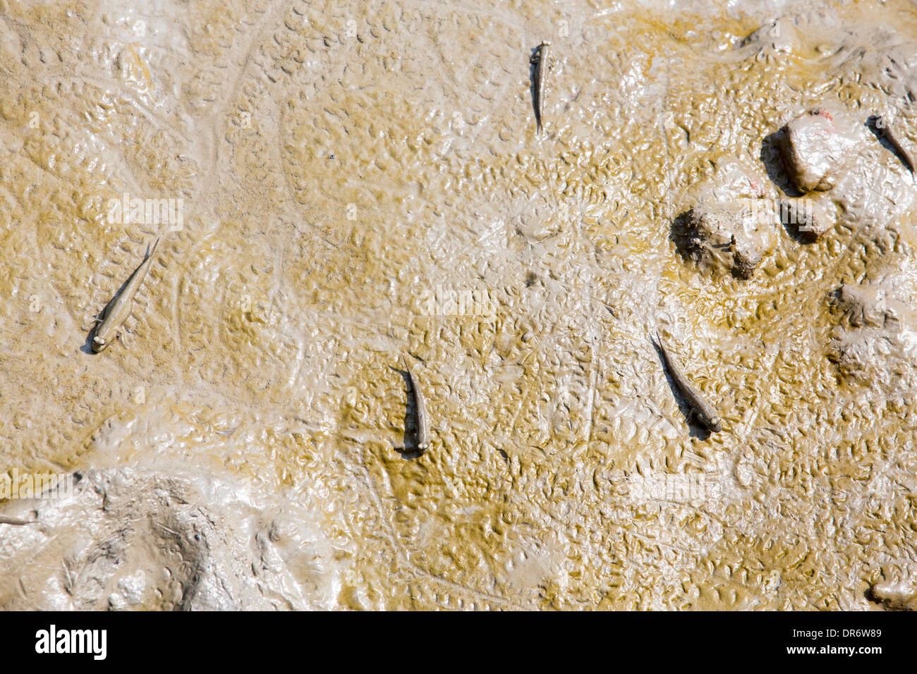 Mudskippers, pesci che possono respirare al di fuori dell'acqua, si nutrono di fango in Sunderbans sul delta del Gange, India. Foto Stock