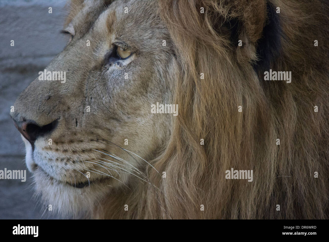 Fronte del leone Foto Stock