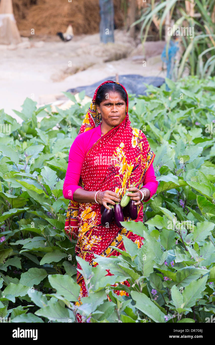 Un agricoltore di sussistenza picking melanzane dal loro orto di Sunderbans, Gange, Delta, India, la zona è molto basso e vulnerabile di innalzamento del livello del mare. Foto Stock