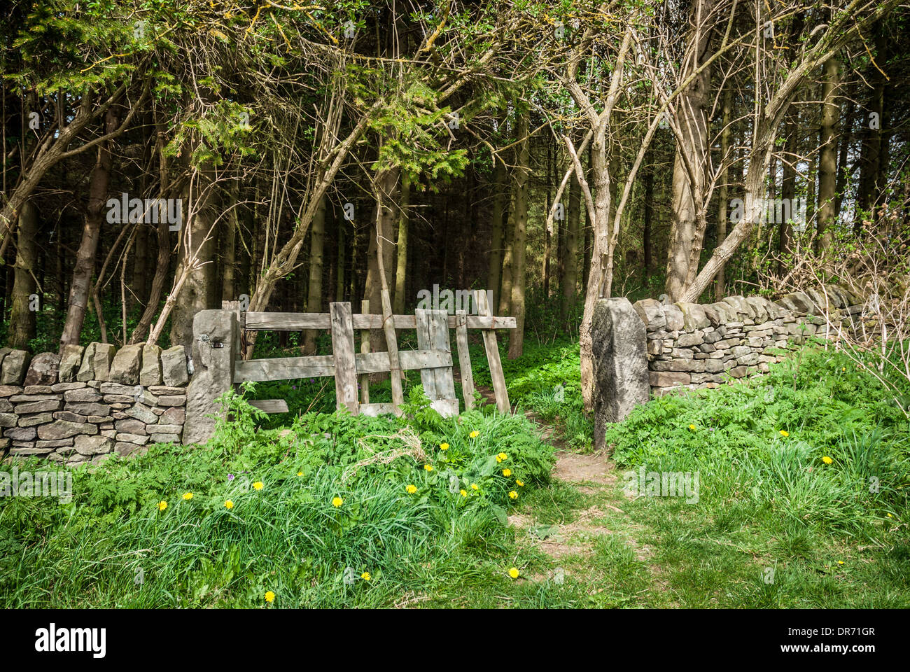 Cancello di ingresso a una foresta a secco con muro di pietra. Foto Stock