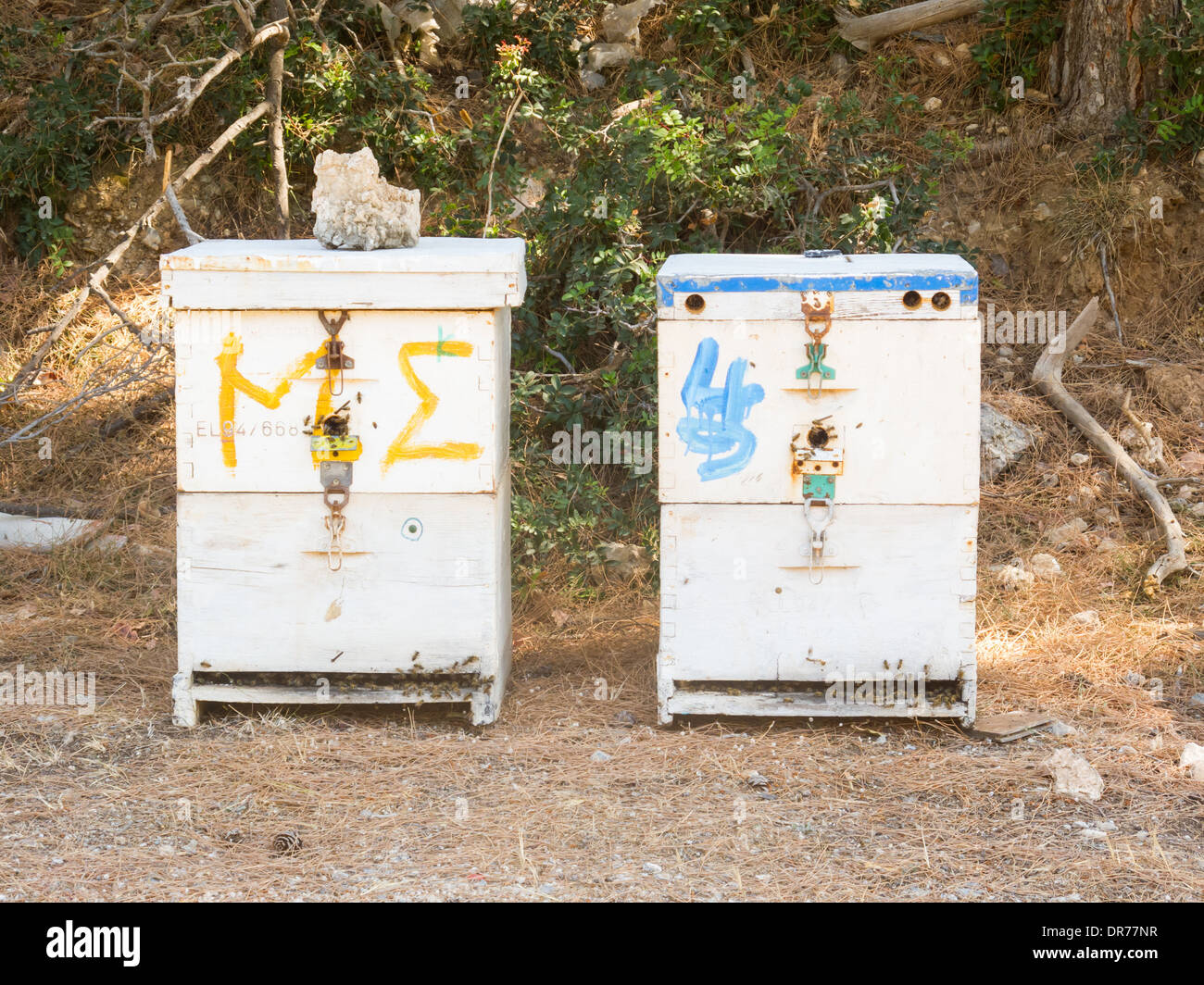 Uomo in legno realizzato scatole di miele nelle montagne di Creta, Grecia. Miele biologico di produzione. Foto Stock