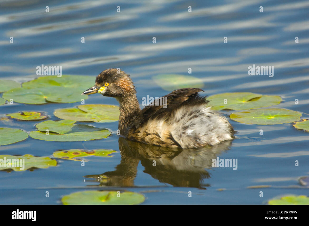 Australian Dabchick - Tachybaptus novaehollandiae - Nuovo Galles del sud - Australia Foto Stock