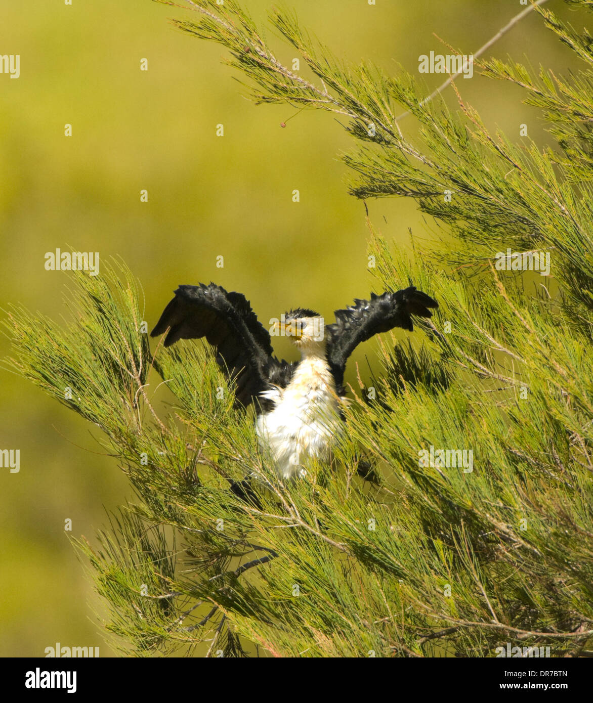 Poco Pied - cormorano Phalacrocorax melanoleucos - Nuovo Galles del sud - Australia Foto Stock