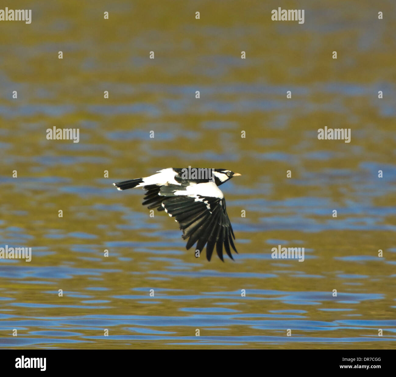 Gazza allodola in volo - Grallina cyanoleuca - Nuovo Galles del sud - Australia Foto Stock