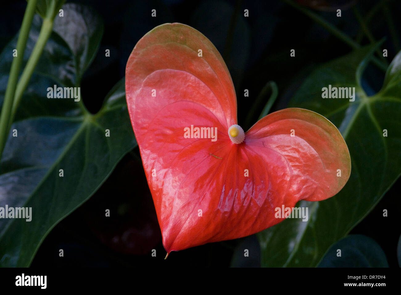 Anthurium fiore sul display, Londra, Inghilterra Foto Stock