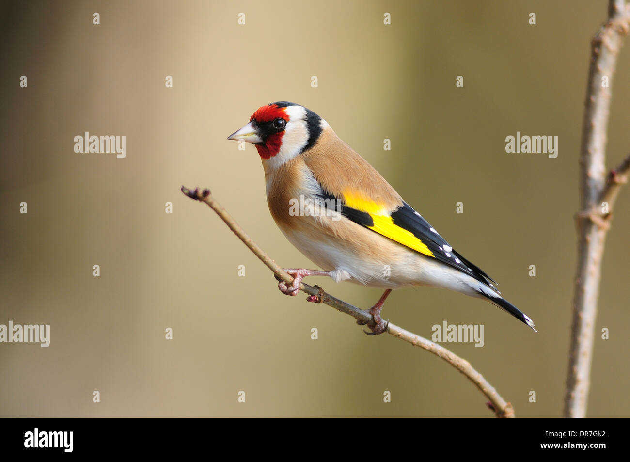 Un cardellino appollaiato su un ramoscello REGNO UNITO Foto Stock