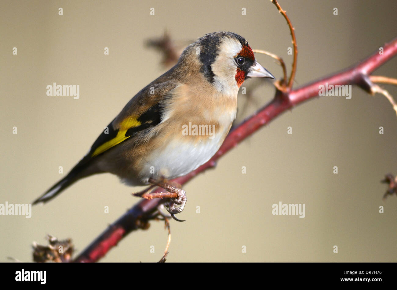 Un cardellino appollaiato su un gambo morto REGNO UNITO Foto Stock