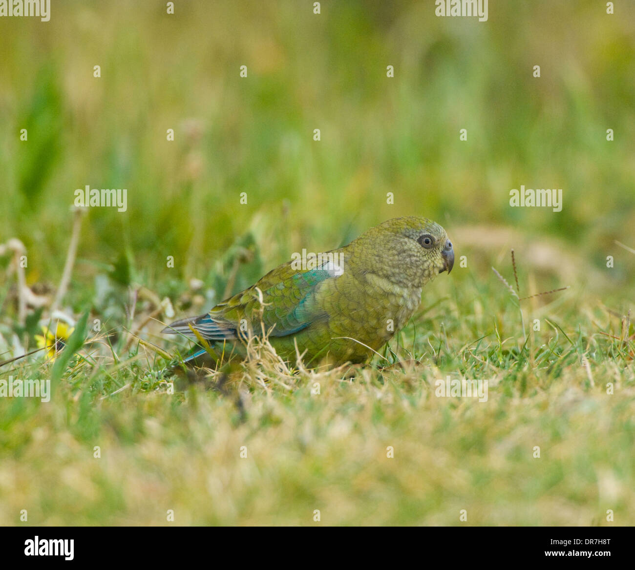 Femmina rosso-rumped Parrot (Psephotus haematonotus), Nuovo Galles del Sud, Australia Foto Stock