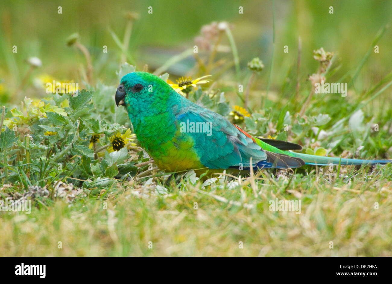 Maschio rosso-rumped Parrot (Psephotus haematonotus), Nuovo Galles del Sud, Australia Foto Stock