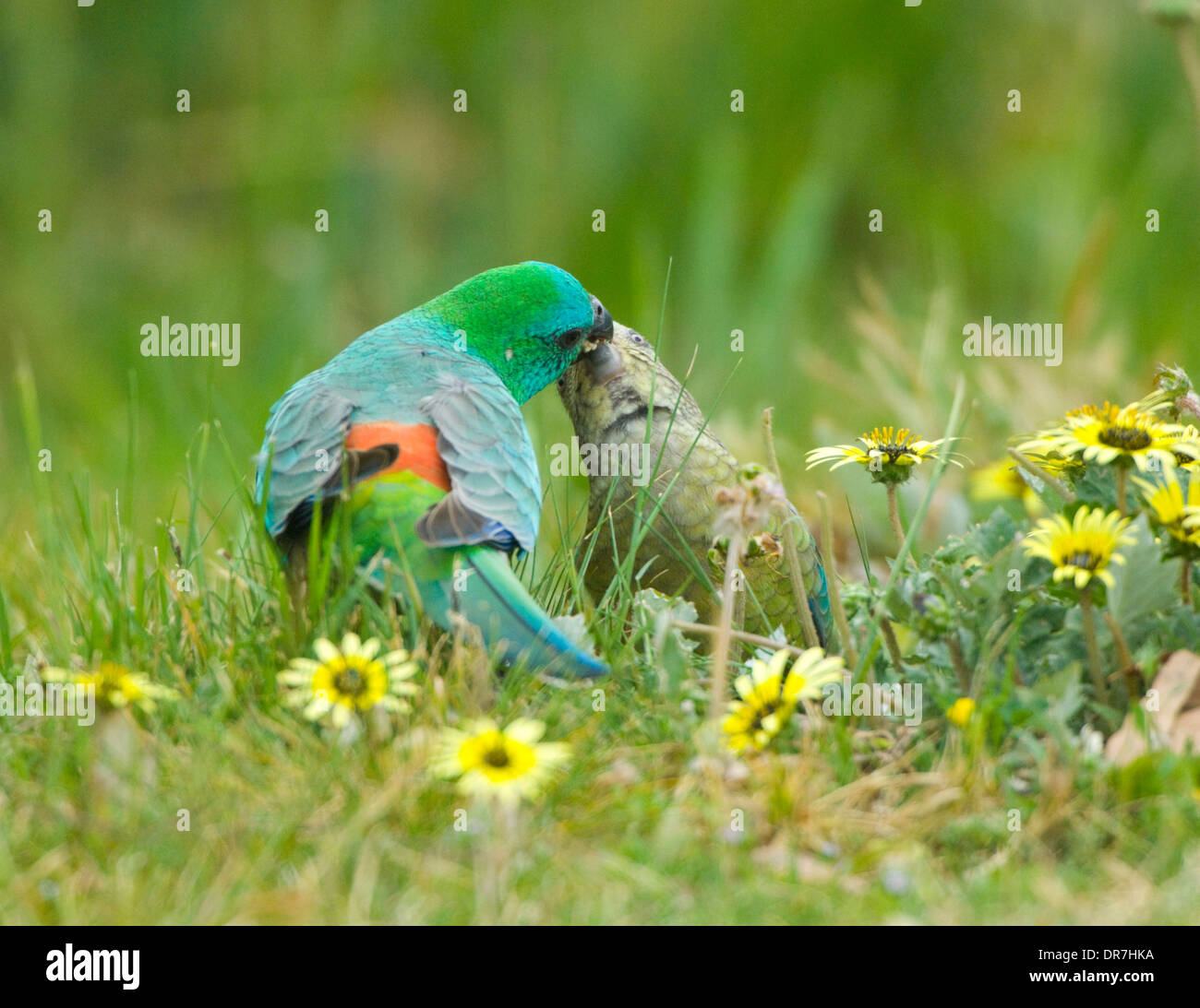 Maschio rosso-rumped Parrot (Psephotus haematonotus), Nuovo Galles del Sud, Australia Foto Stock