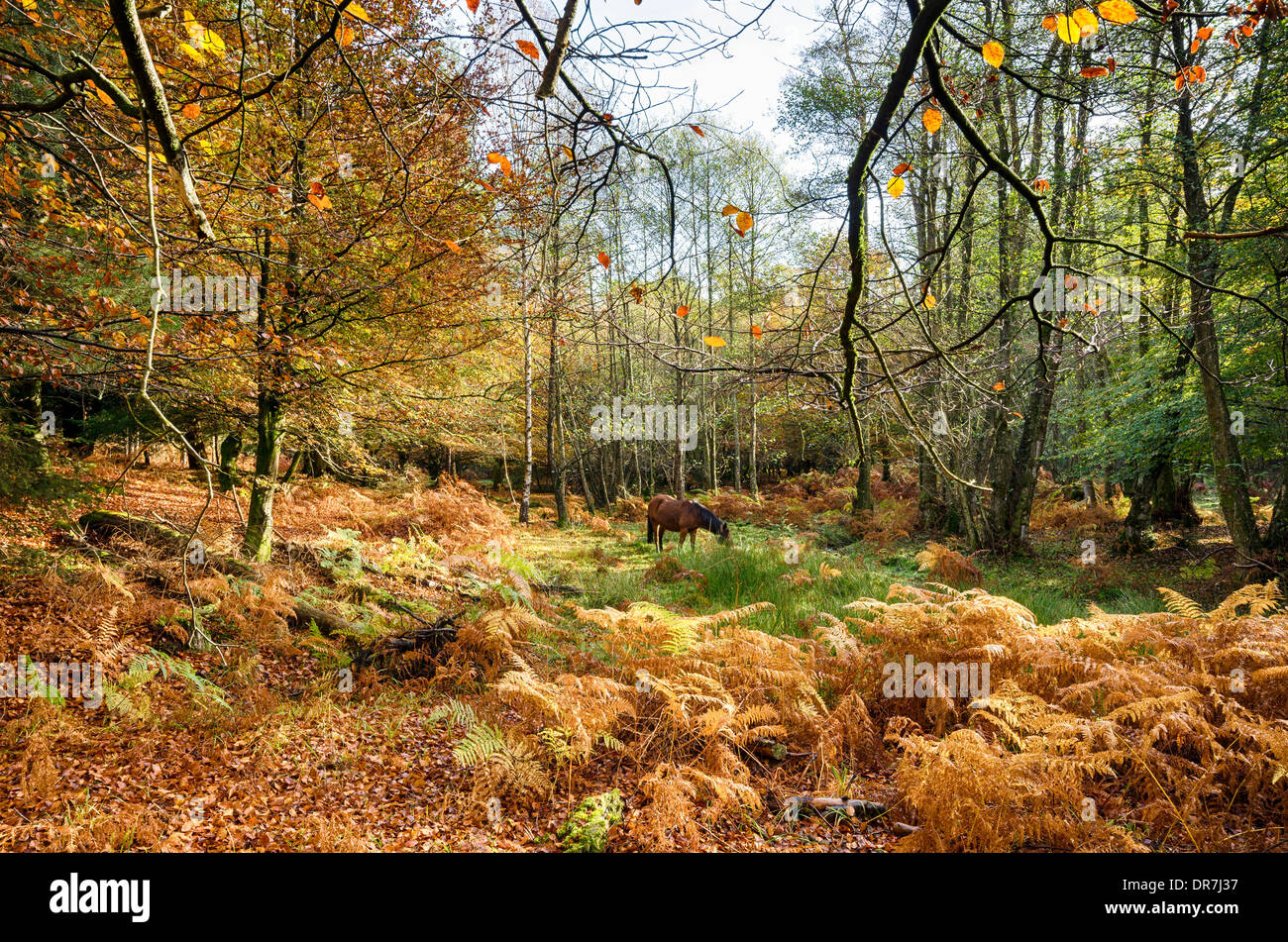 In autunno la nuova foresta a Bolderwood Foto Stock