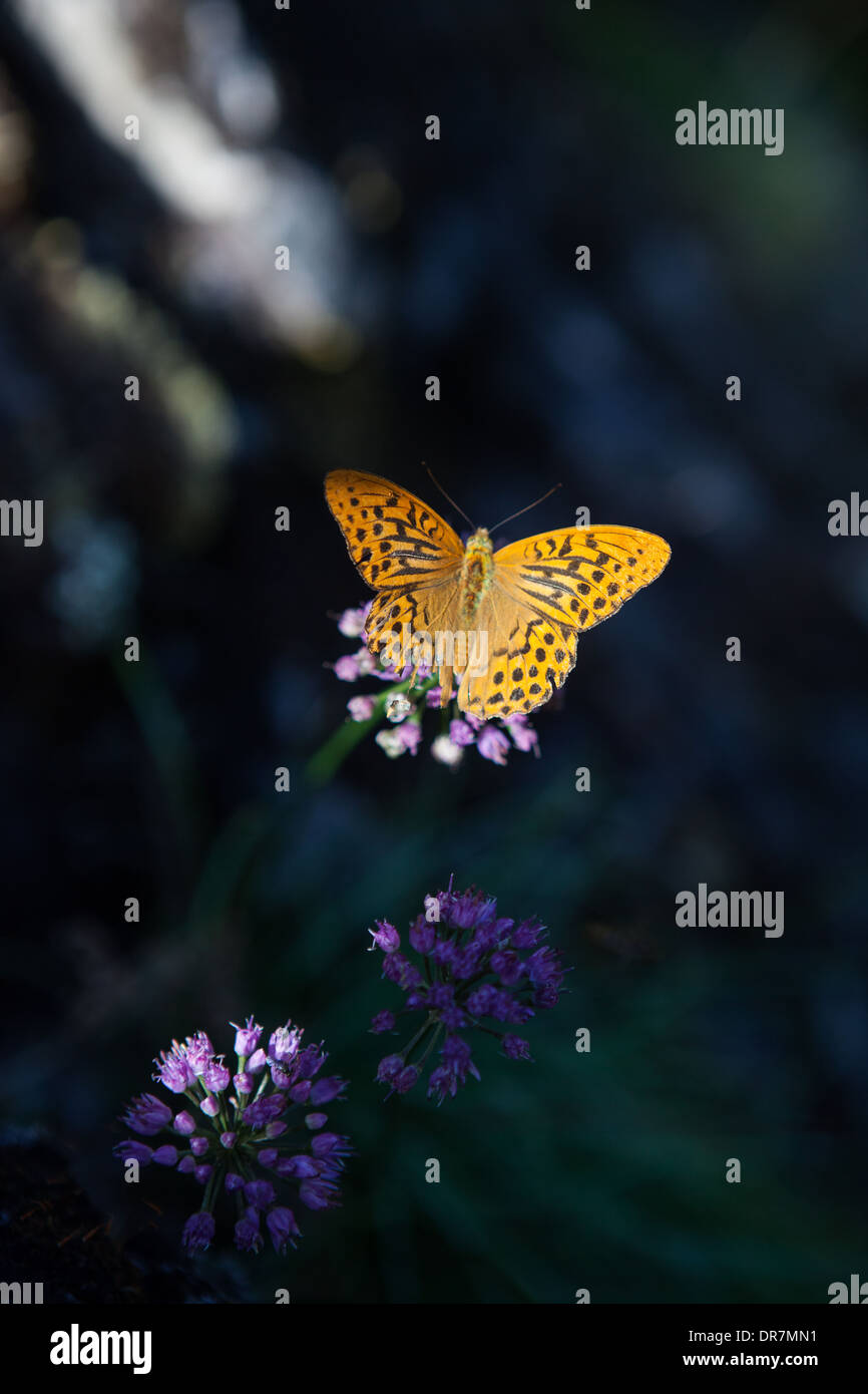 Butterfly, verde scuro (fritillary Argynnis aglaja) a sud della Francia, fiori Foto Stock