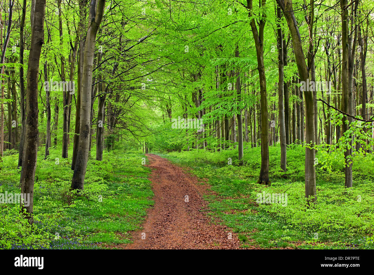 Una corsa su pista attraverso il bosco a molla con fresche foglie a molla Foto Stock