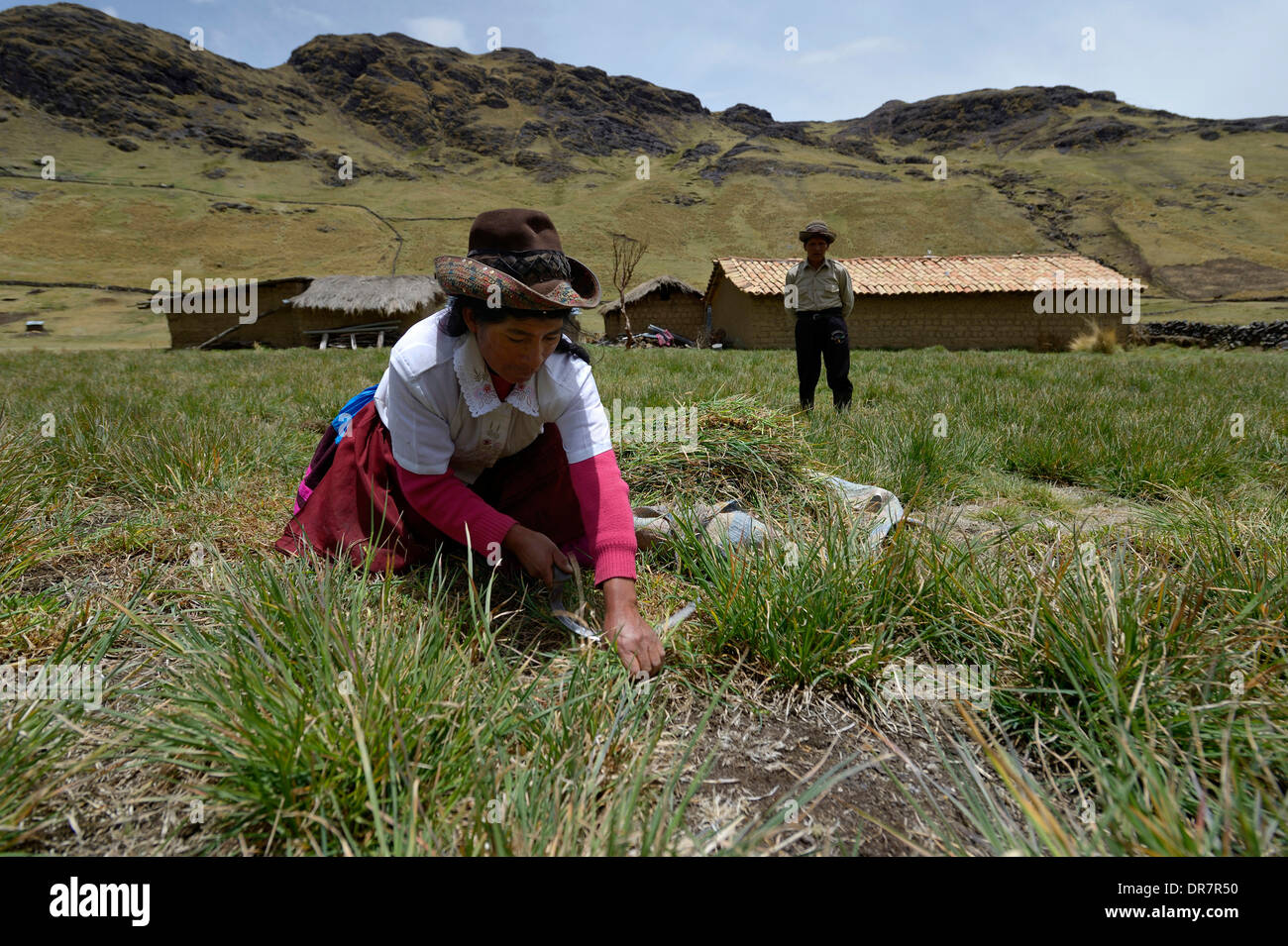 Donna con un falcetto raccolta erba mangimi per il bestiame, Quispillaccta, Ayacucho, Perù Foto Stock