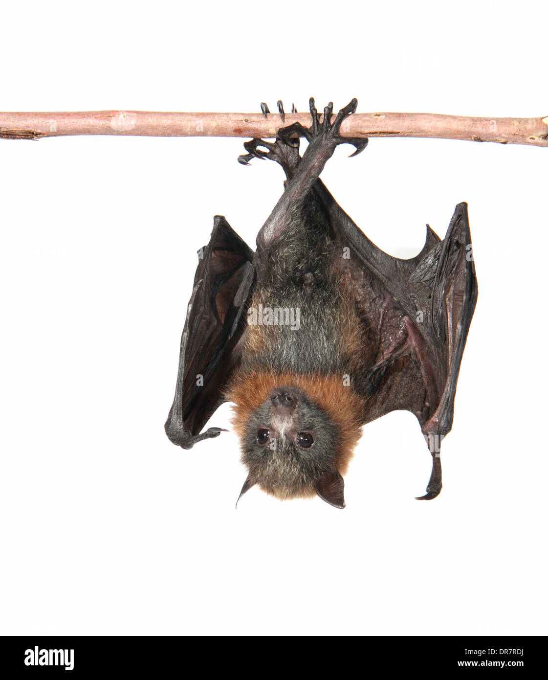 A testa grigia Flying Fox (Pteropus poliocephalus) Foto Stock
