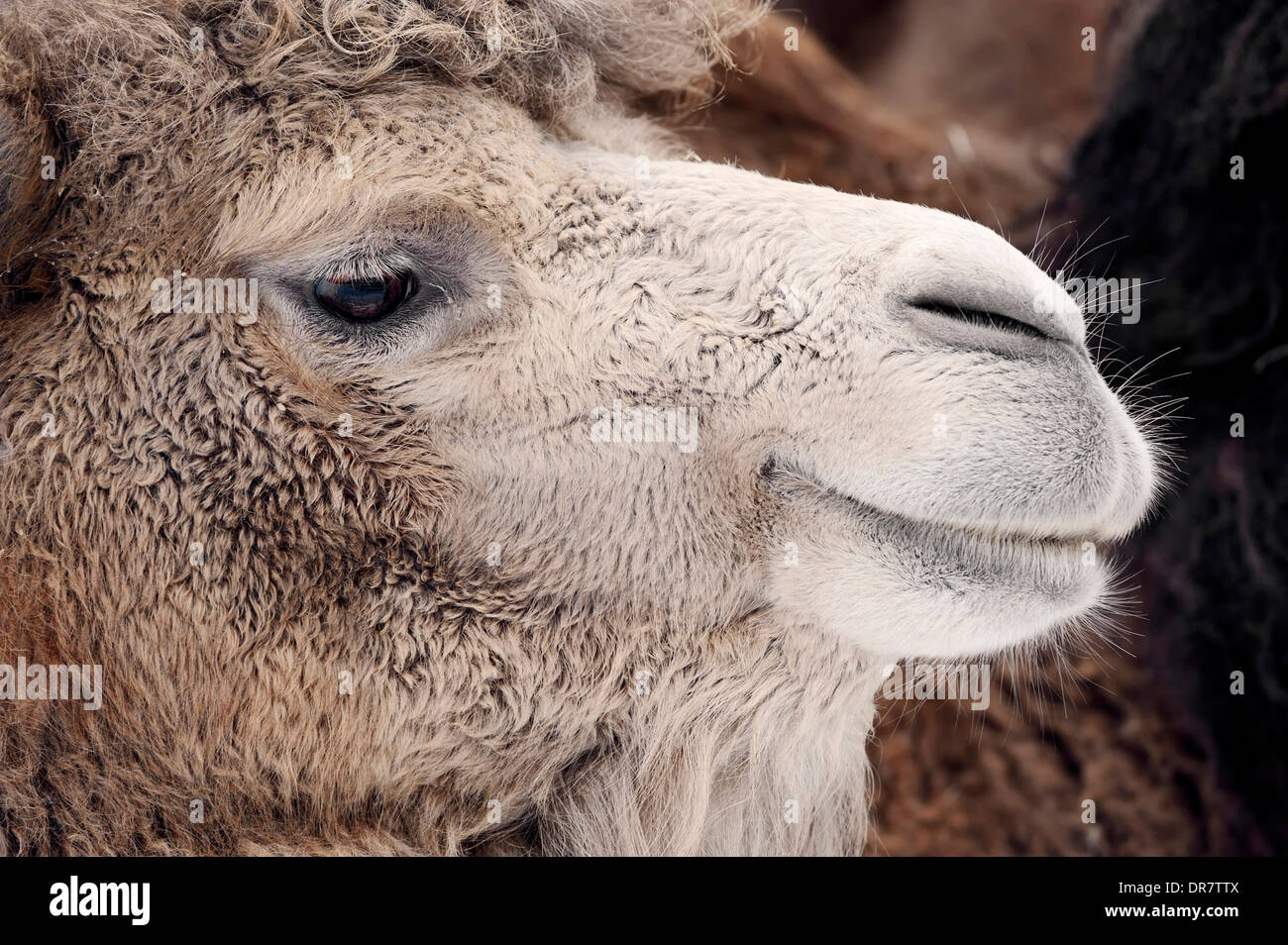 Bactrian Camel o Wild Bactrian Camel (Camelus ferus bactrianus, Camelus bactrianus bactrianus), ritratto, nativo di Asia Foto Stock
