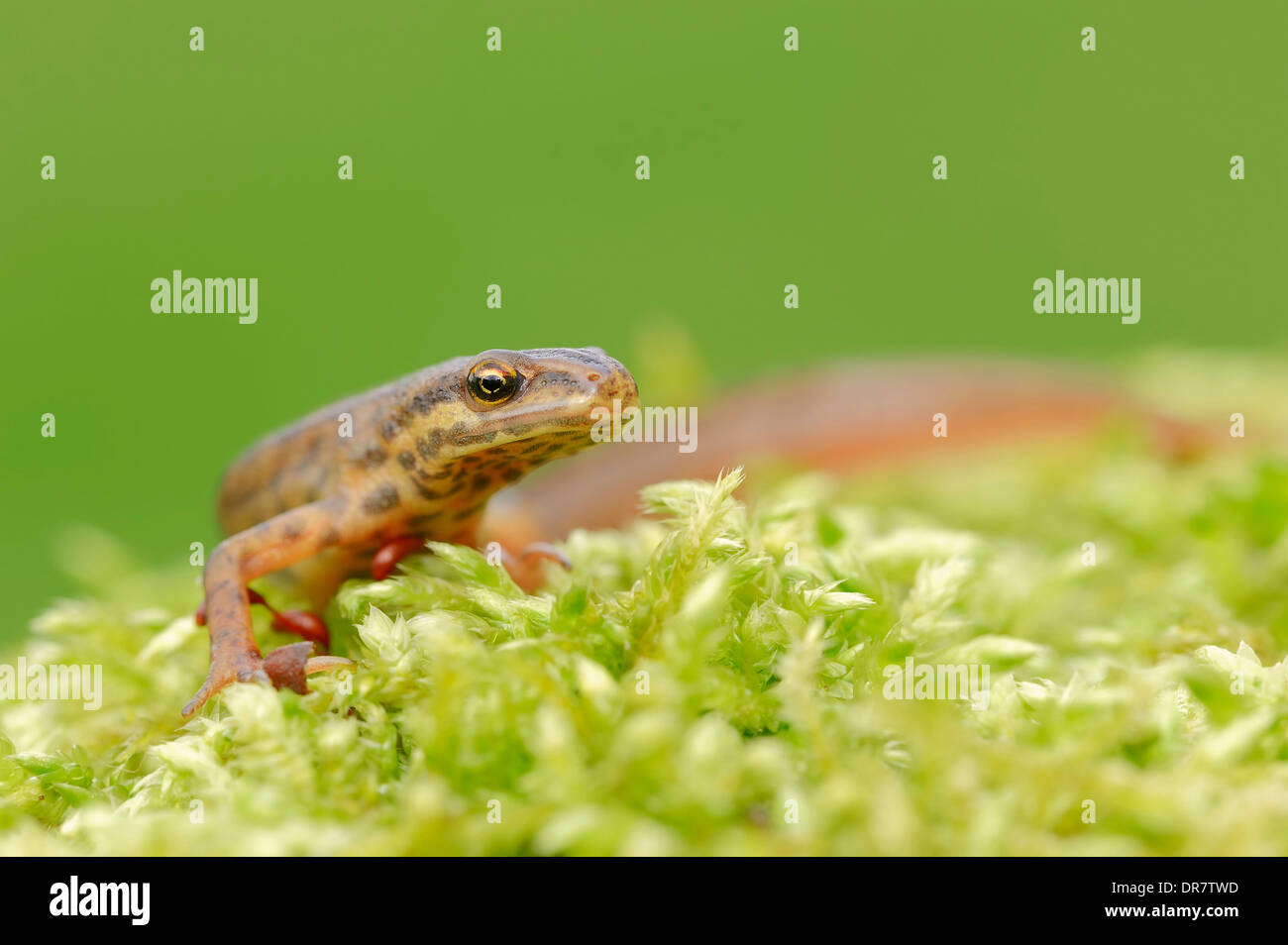 Newt liscia o tritone comune (Lissotriton vulgaris, Triturus vulgaris), maschio, Renania settentrionale-Vestfalia, Germania Foto Stock