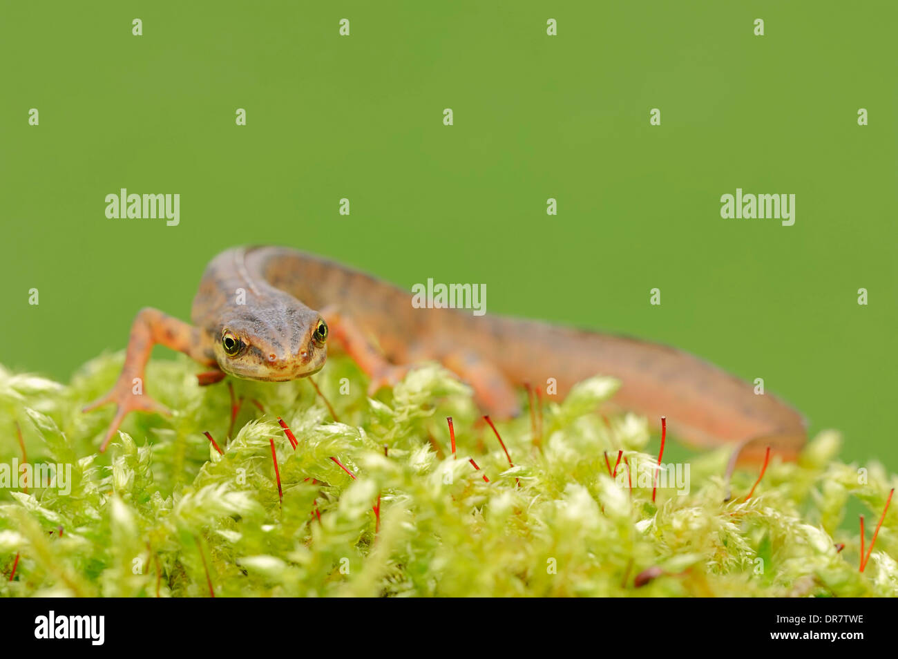 Newt liscia o tritone comune (Lissotriton vulgaris, Triturus vulgaris), maschio, Renania settentrionale-Vestfalia, Germania Foto Stock