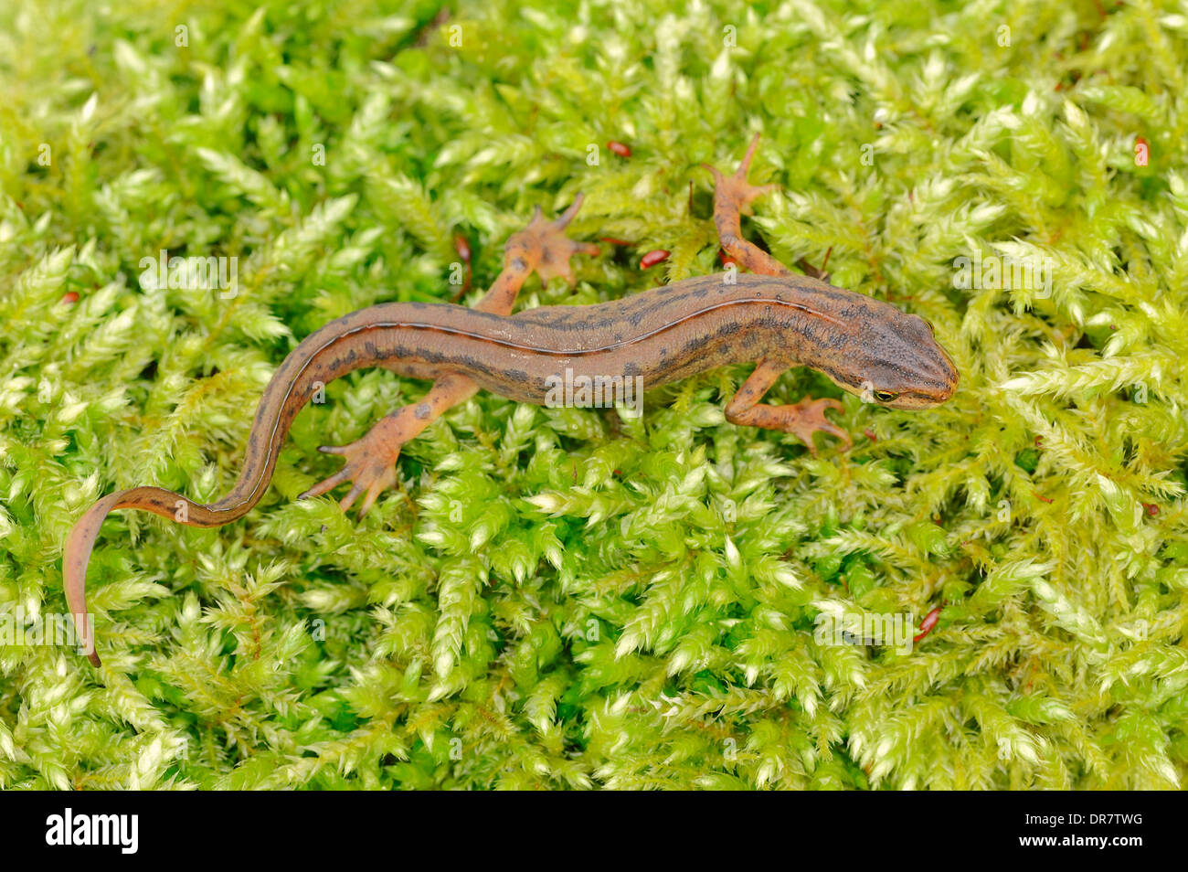Newt liscia o tritone comune (Lissotriton vulgaris, Triturus vulgaris), maschio, Renania settentrionale-Vestfalia, Germania Foto Stock