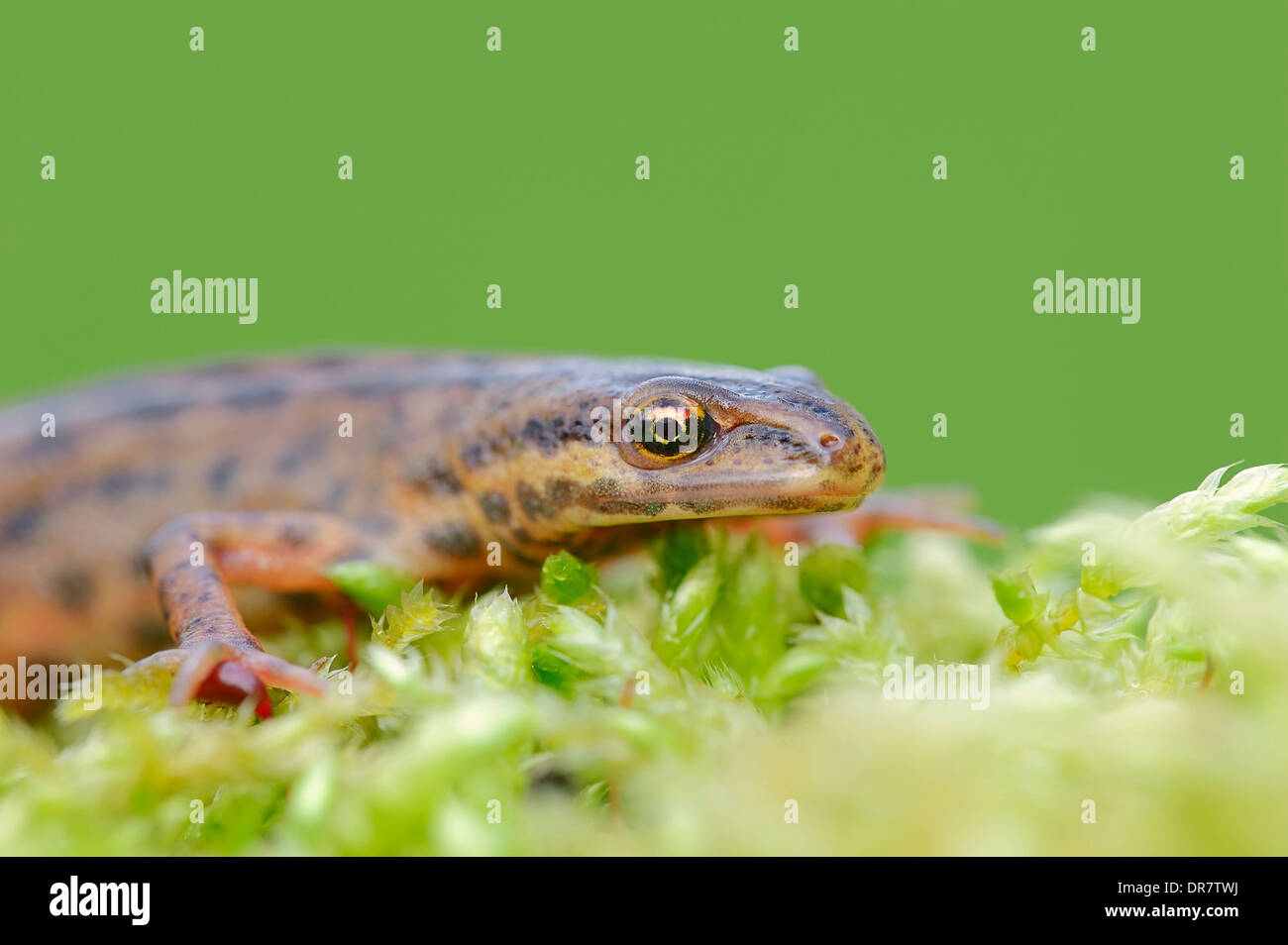 Newt liscia o tritone comune (Lissotriton vulgaris, Triturus vulgaris), maschio, Renania settentrionale-Vestfalia, Germania Foto Stock