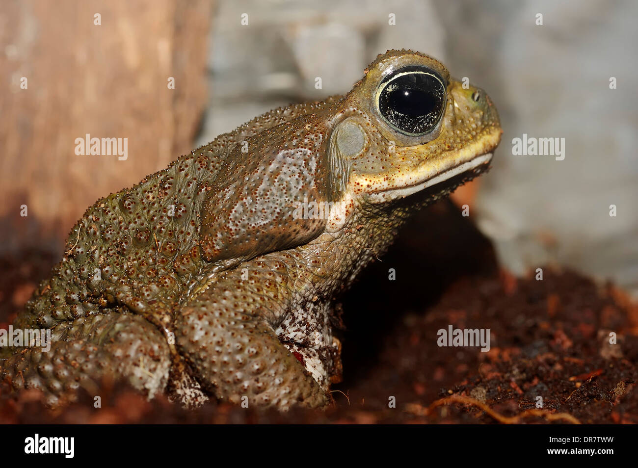 La canna da zucchero Toad (Bufo marinus, Rhinella marina), originario del Sud America, captive Foto Stock