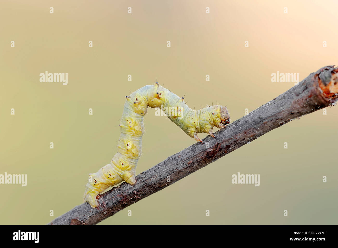 Caterpillar, pallido borchiati bellezza (Apocheima pilosaria, Phigalia pedaria), Gelderland, Paesi Bassi Foto Stock
