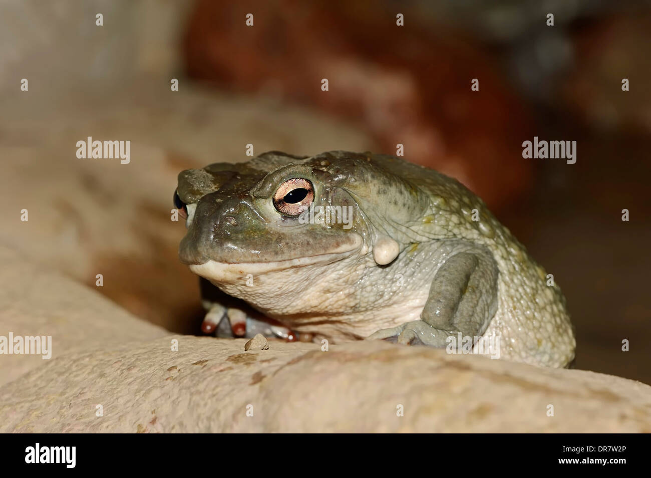 Deserto Sonoran Toad (Bufo alvarius) nativo del Sudovest degli Stati Uniti e del Messico, captive Foto Stock