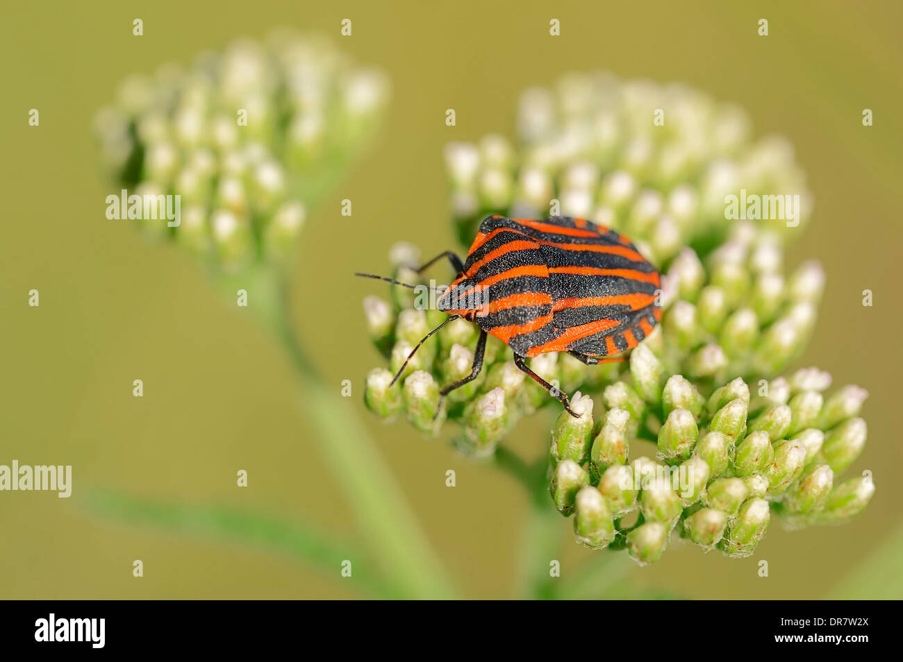 Scudo striato Bug (graphosoma lineatum), Nord Reno-Westfalia, Germania Foto Stock