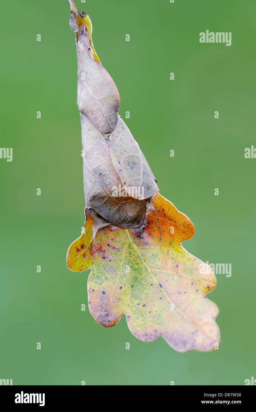 Verde foglia di quercia rullo (Tortrix viridana), Caterpillar che vivono in ripiegata di foglie di quercia, Nord Reno-Westfalia, Germania Foto Stock