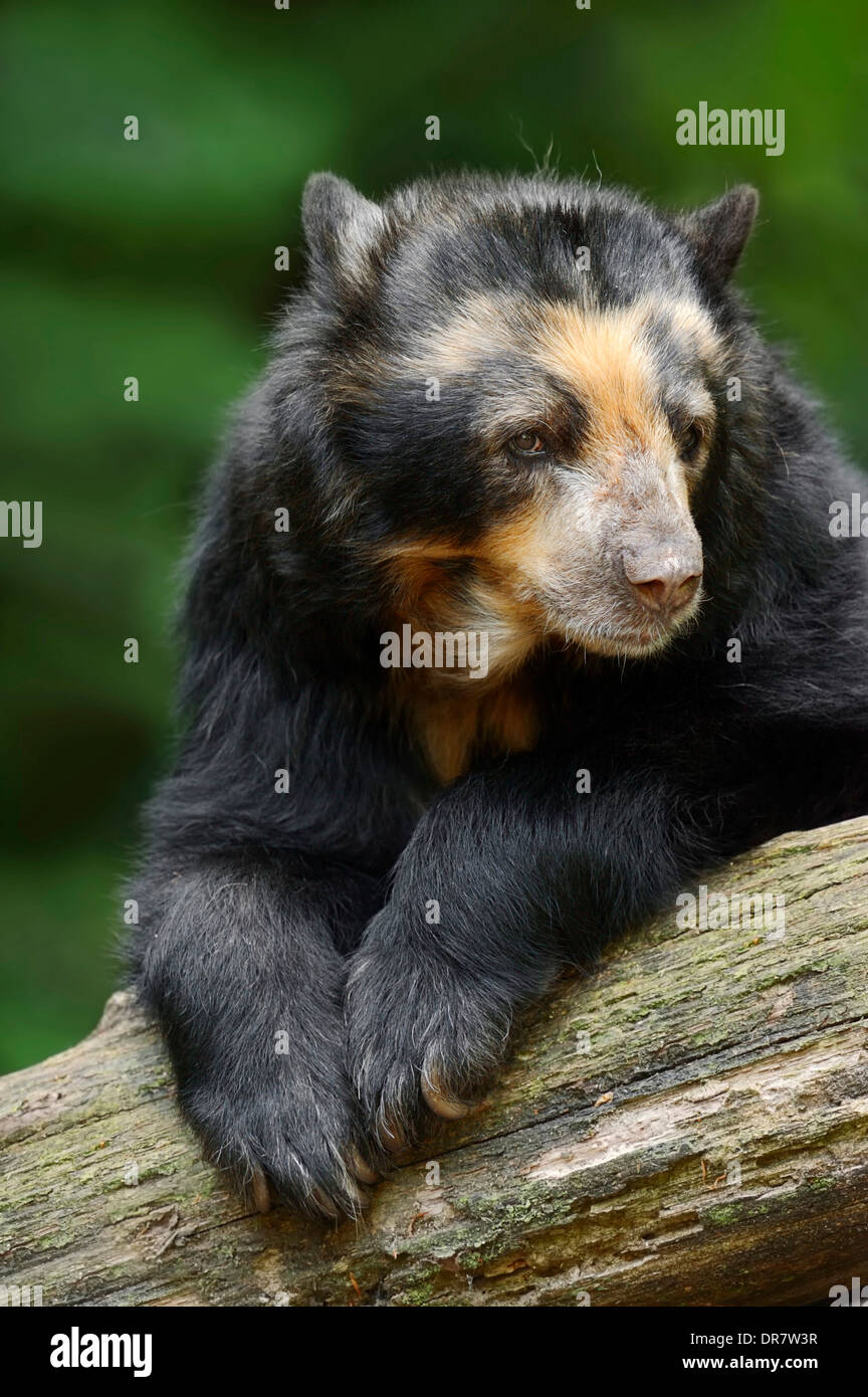 Spectacled orso o orso andino (Tremarctos ornatus), originario del Sud America, captive, Germania Foto Stock