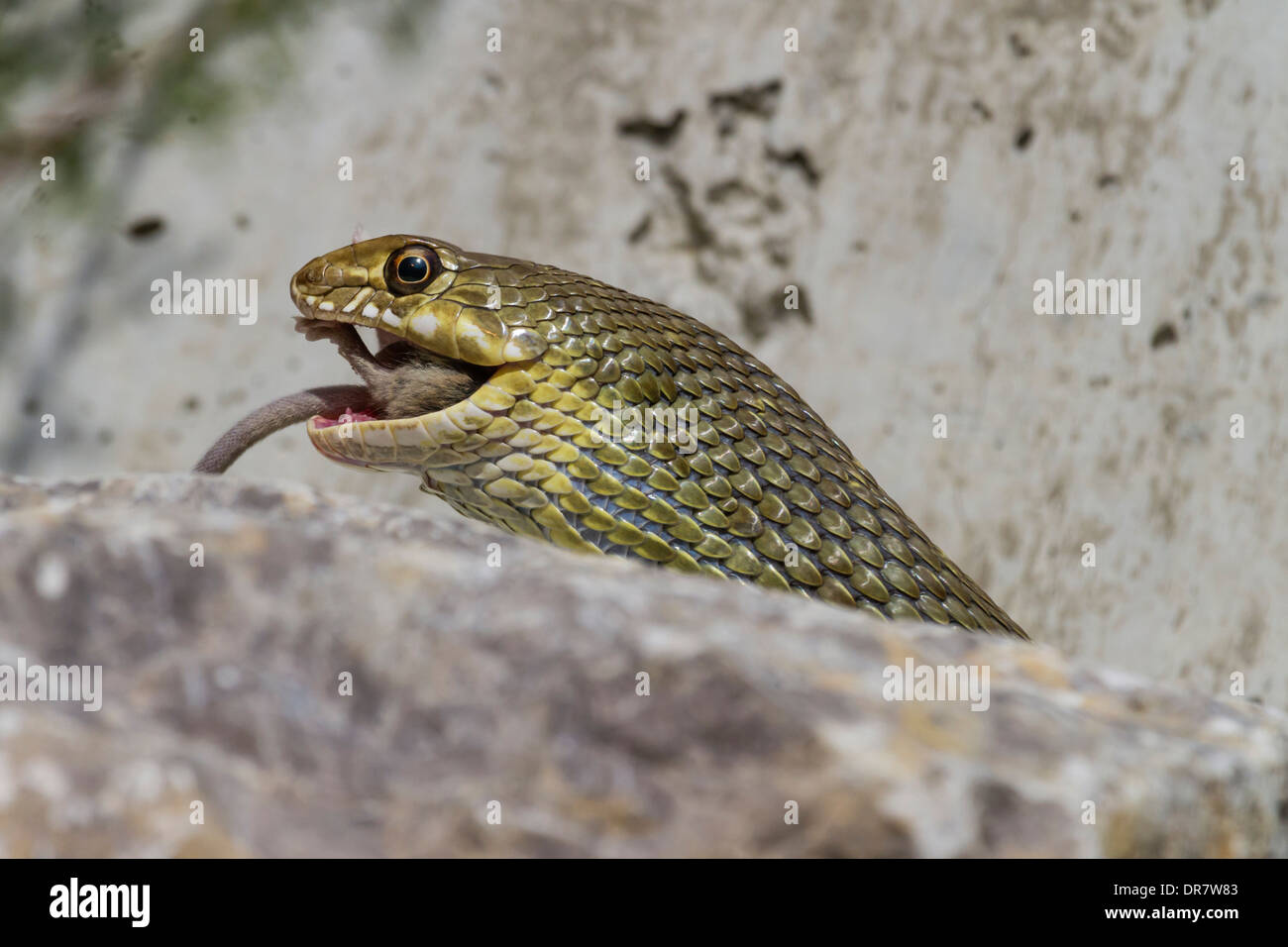 Montpellier Snake (Malpolon monspessulanus, Malpolon insignitus), Innsbruck Zoo alpino, Innsbruck, in Tirolo, Austria Foto Stock