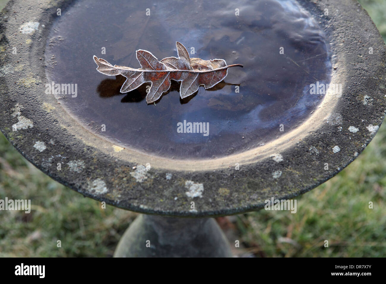 Bagno uccelli solido congelato, acqua ghiacciata di alimentazione, aiutare il giardino degli uccelli con acqua fresca da bere in tempo freddo, Suffolk, Regno Unito. Foto Stock