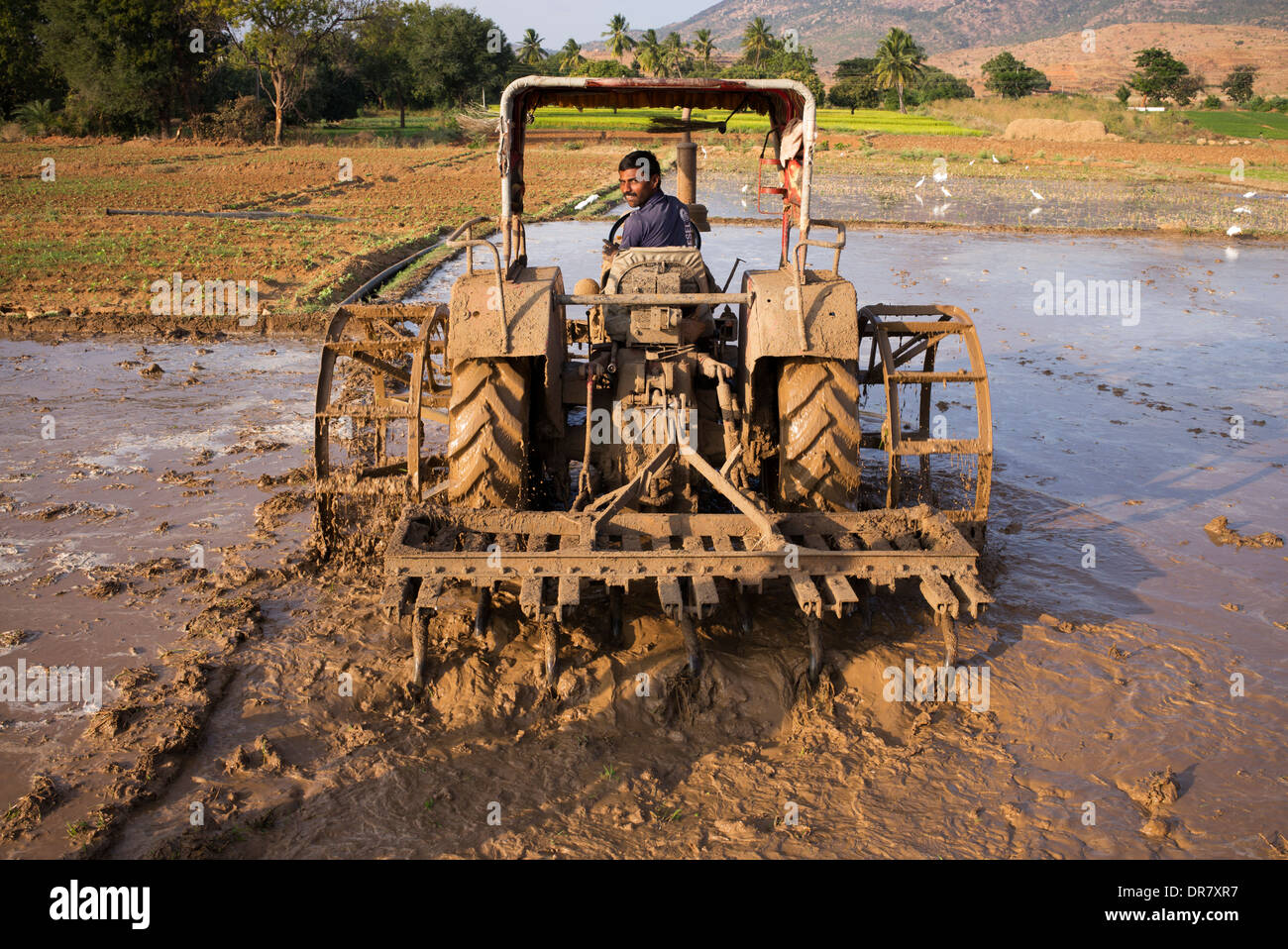 Uomo indiano aratura di risone campo con un trattore. Andhra Pradesh, India Foto Stock