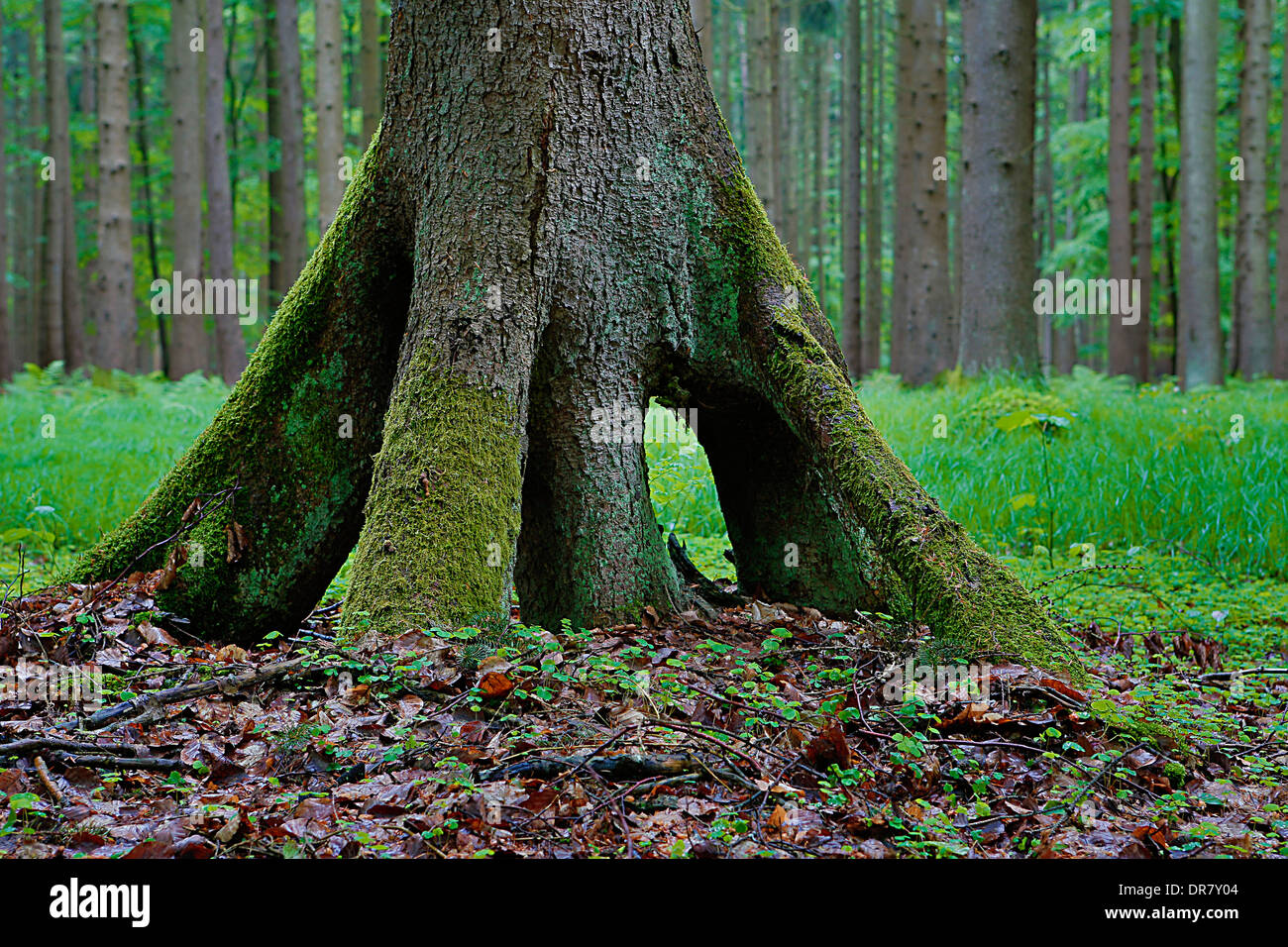 Esposti radice di un albero, Mindelheim, Baviera, Germania Foto Stock