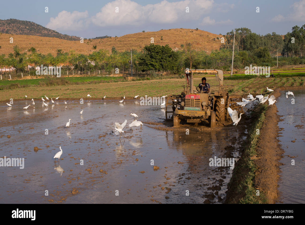 Uomo indiano aratura di risone campo con un trattore. Andhra Pradesh, India Foto Stock