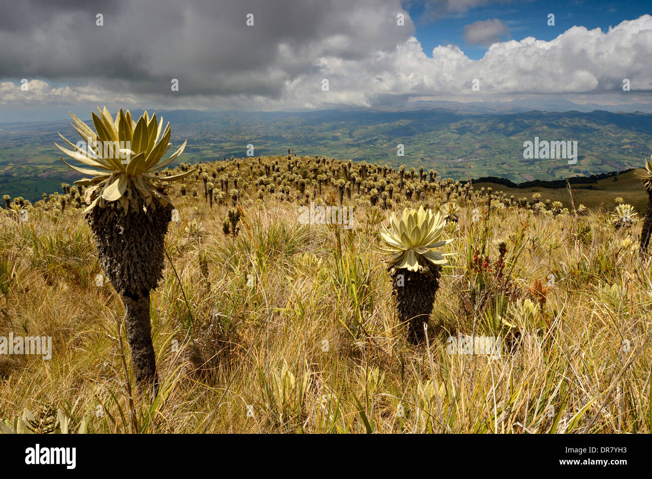 Frailejón o Fraylejón (Espeletia pycnophylla) piante nel paesaggio páramo, Guandera, Imbabura, Ecuador Foto Stock