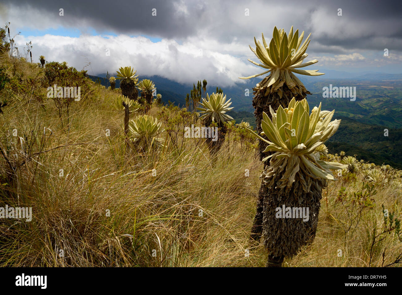 Frailejón o Fraylejón (Espeletia pycnophylla) piante nel paesaggio páramo, Guandera, Imbabura, Ecuador Foto Stock