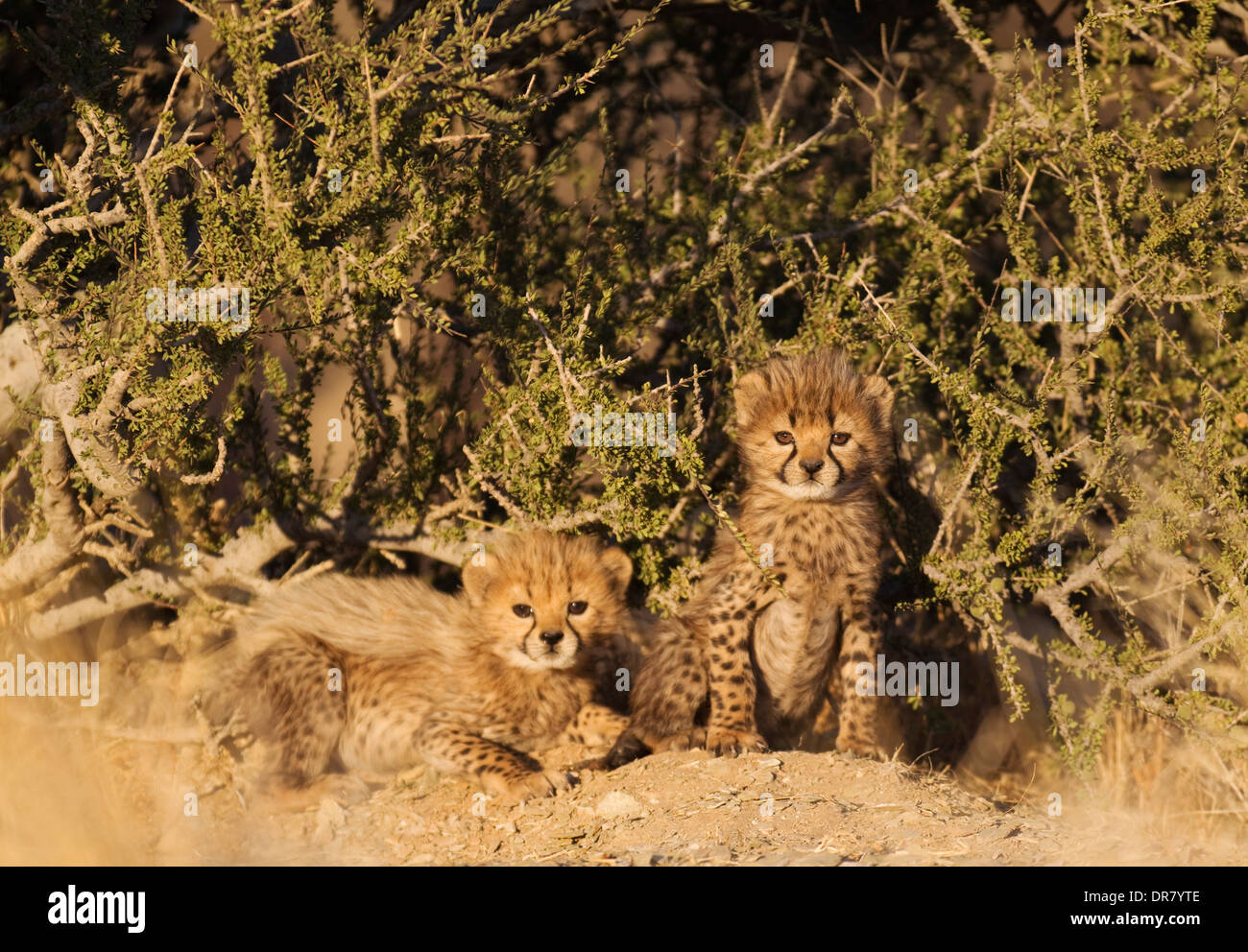 Ghepardi (Acinonyx jubatus), due cuccioli maschi, 40 giorni, captive, Namibia Foto Stock