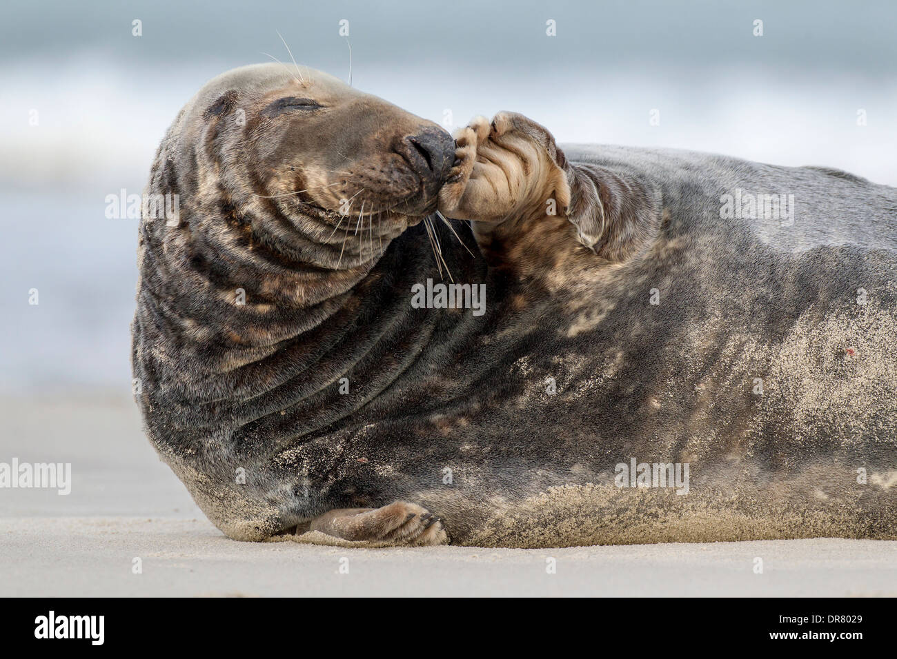 Guarnizione grigio (Halichoerus grypus), maschio in una tempesta di sabbia, Heligoland-Düne, Isola di Helgoland, Schleswig-Holstein, Germania Foto Stock