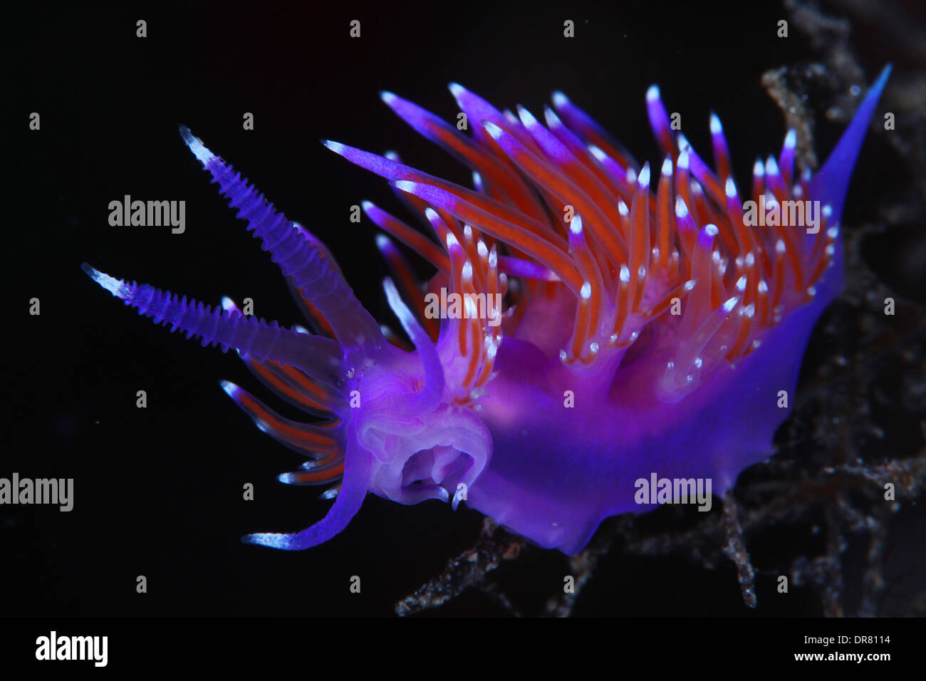 Nudibranchi sono minuscoli mollusco colorato Foto Stock