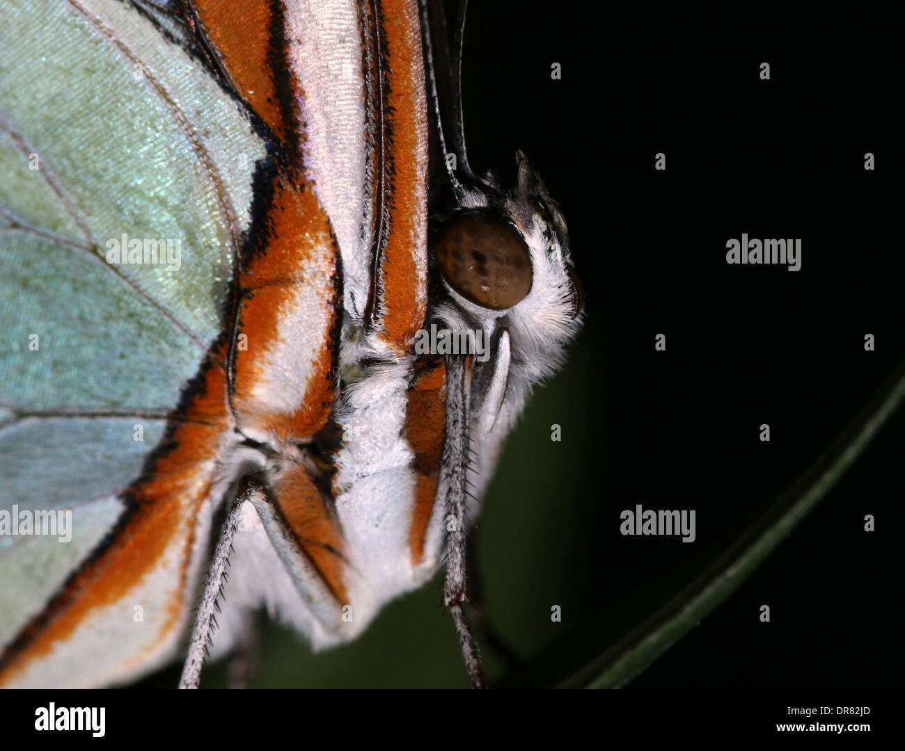 Malachite butterfly (Siproeta stelenes) close-up Foto Stock