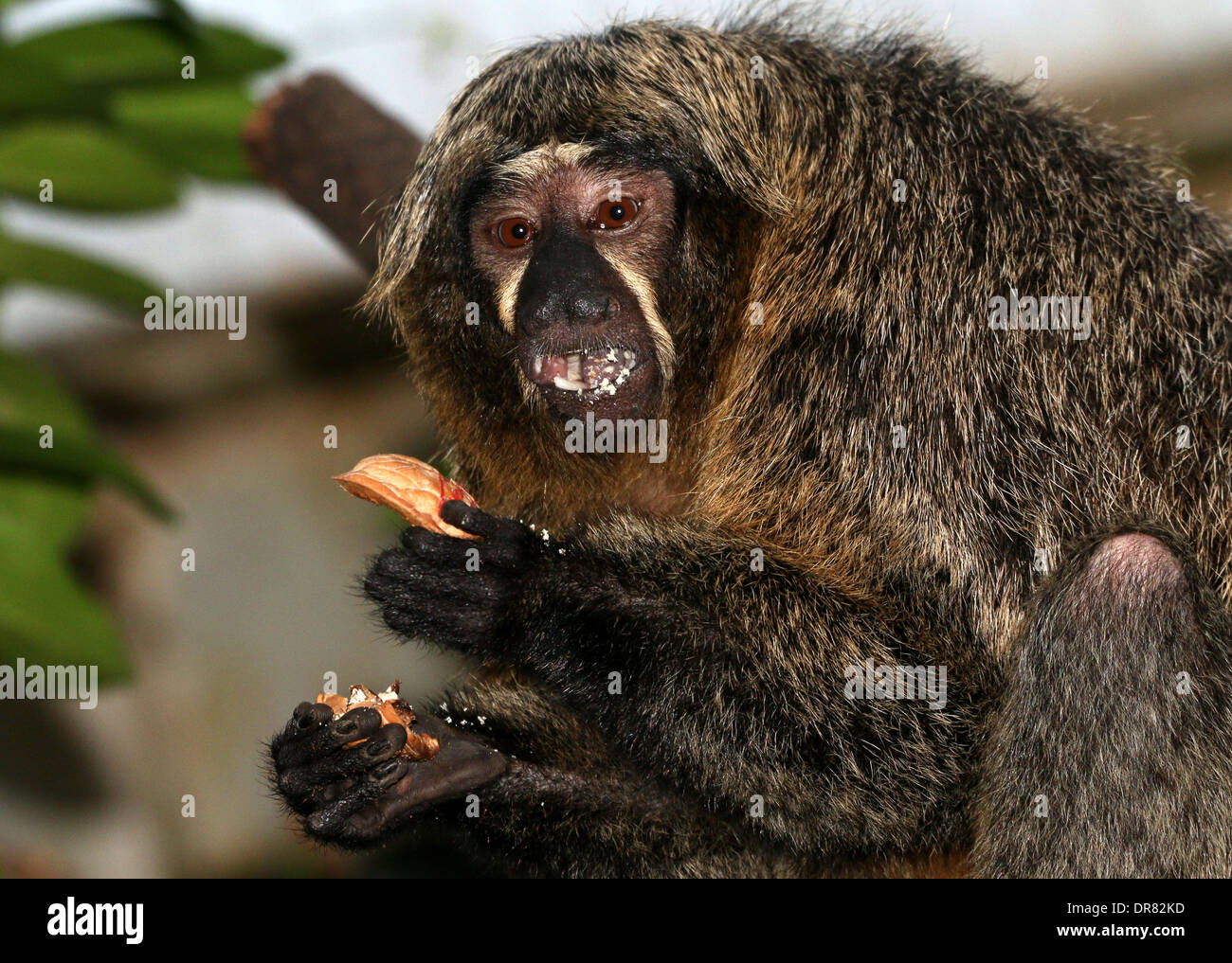 Femmina bianca di fronte-saki (Pithecia pithecia, a.k.a golden-di fronte saki o Guianan saki) mangiando un dado Foto Stock