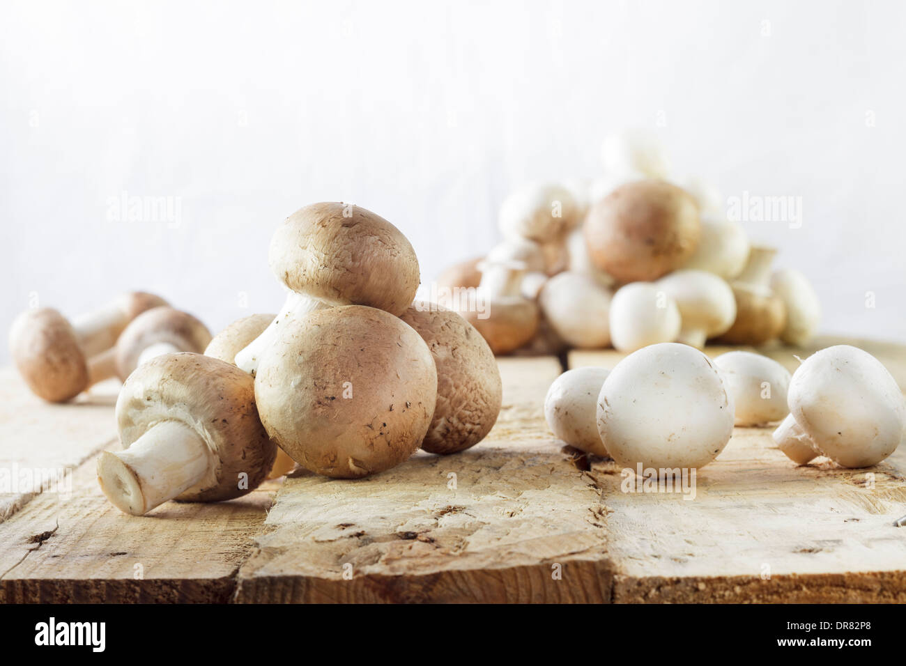 Marrone e bianco di funghi Foto Stock